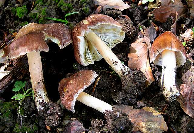 2005 :  Un anno di funghi